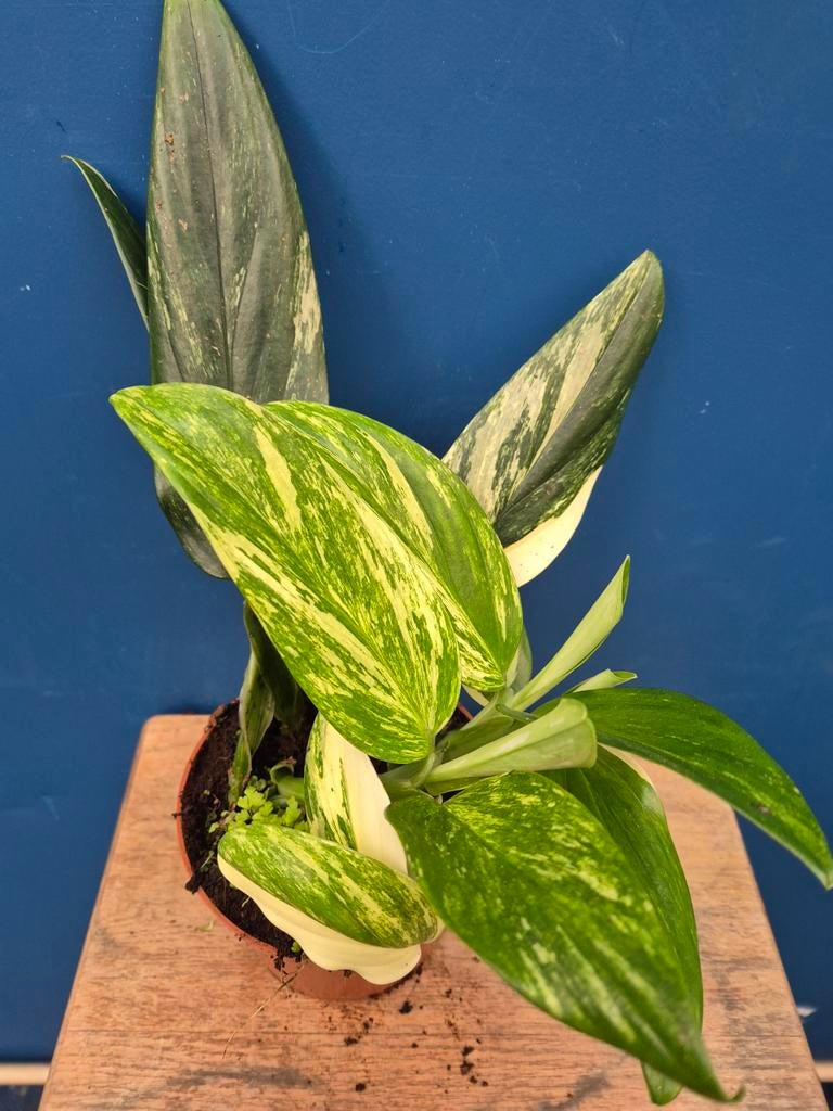 Monstera Standleyana Variegata p12 (3), Huis en Inrichting, Kamerplanten, Ophalen of Verzenden, Halfschaduw, Minder dan 100 cm