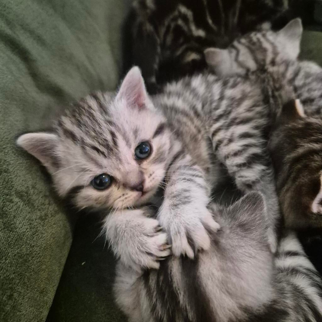 Brits korthaar kittens 100%, Dieren en Toebehoren, Meerdere dieren, Ontwormd