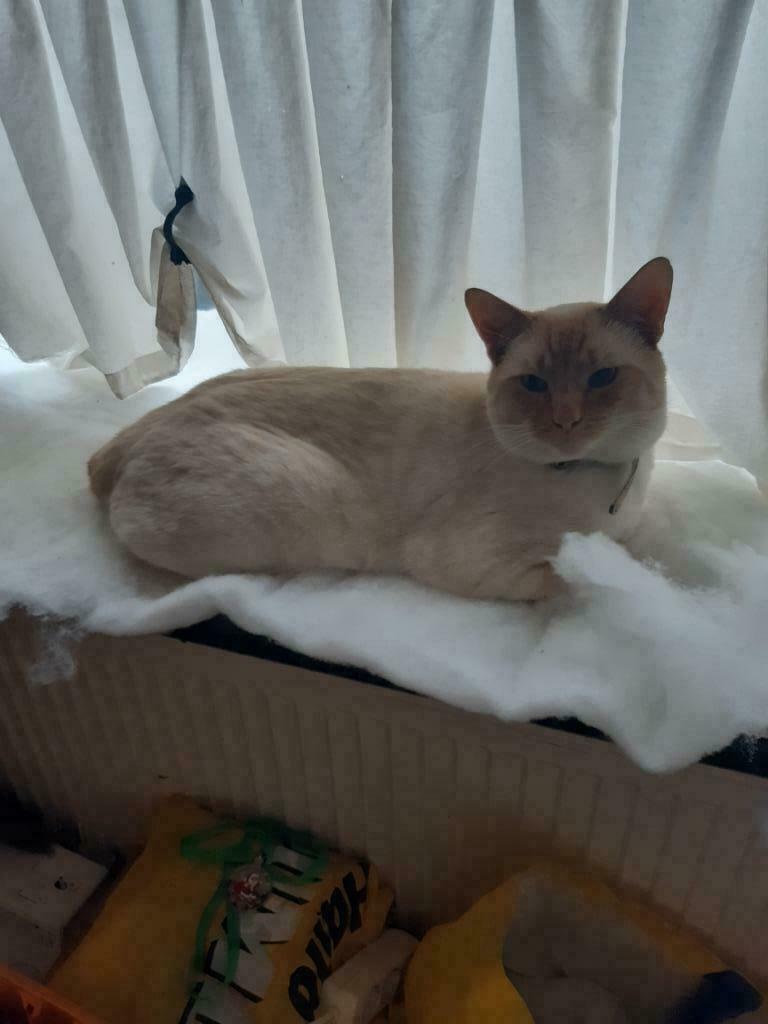Dekkater siamees red point (niet te koop), 0 tot 2 jaar