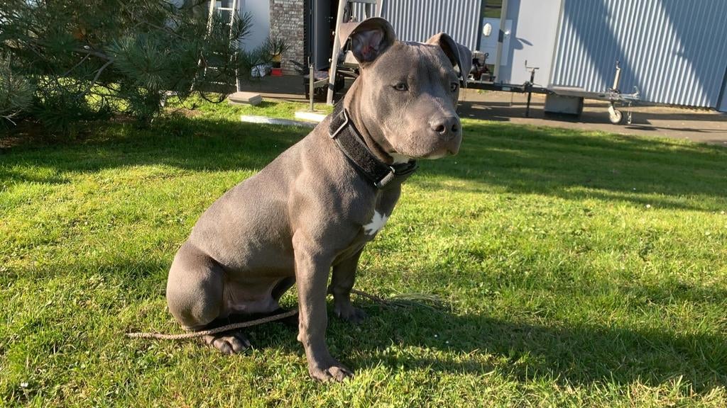 American Staffordshire Terrier – Reu beschikbaar voor dekkin, Dieren en Toebehoren, 6 jaar of ouder, Reu, Parvo, Eén hond