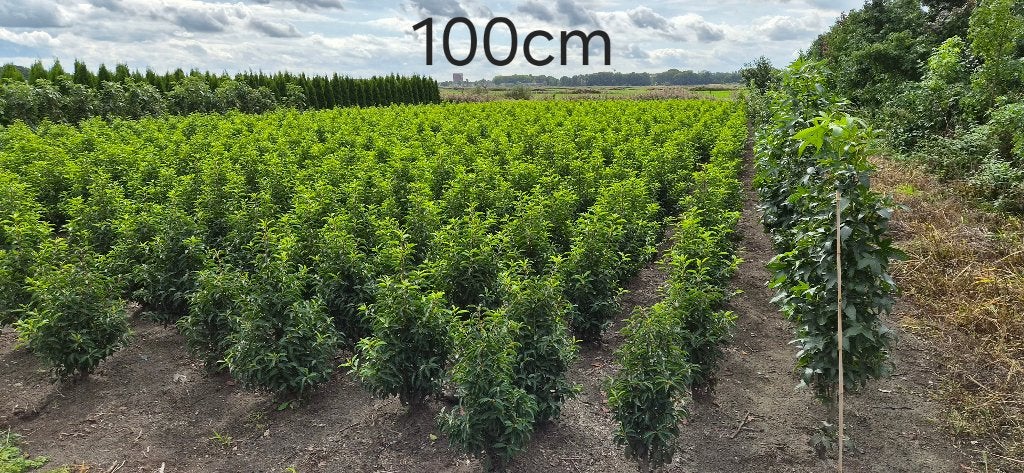 Portugese laurier 100-200cm (midden-eind Oktober), Ophalen, Laurier, Struik, 100 tot 250 cm