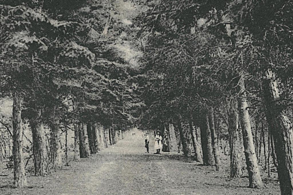 700108 Bergen 1931 Sparrenlaan .Postzegel gedeeltelijk verw, Ophalen of Verzenden, 1920 tot 1940, Gelopen, Noord-Brabant