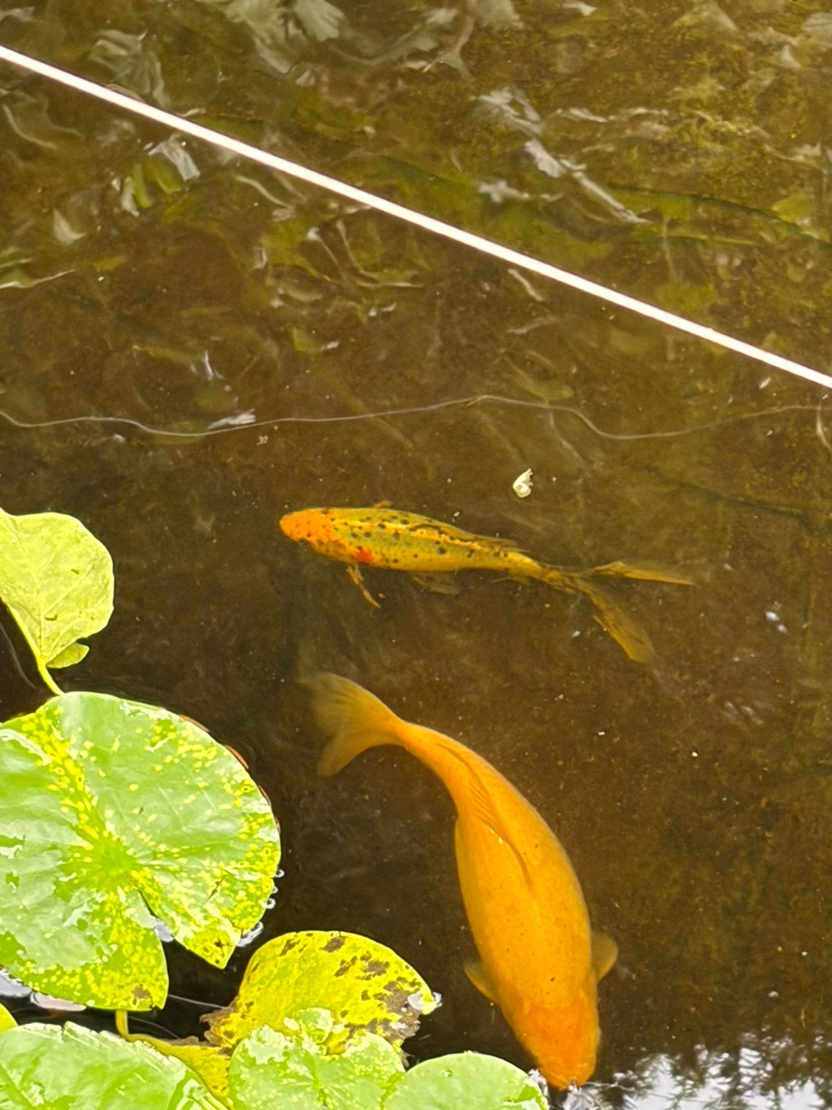 Goudvis en shibunking, Goudvis(sen)