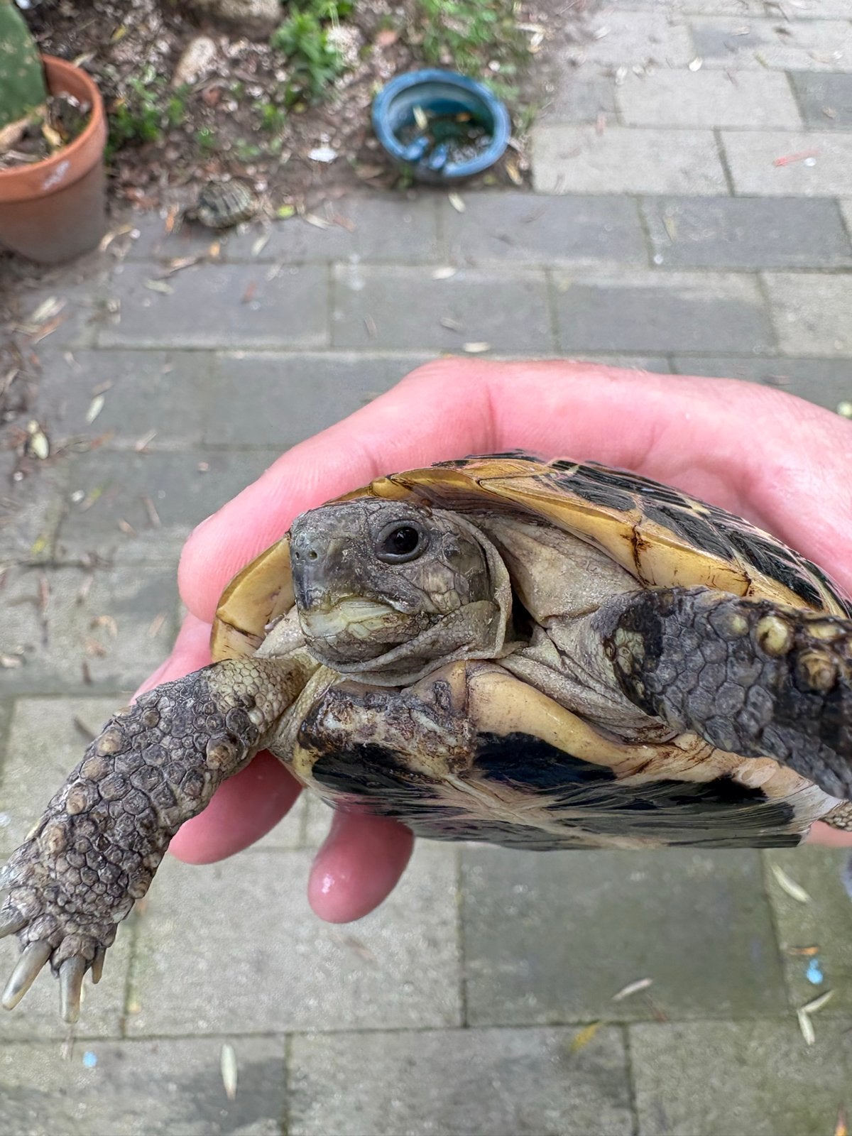 Griekse landschildpad hermanni lokaliteit Calabrië Tortoise - unknown for sale from Lotus