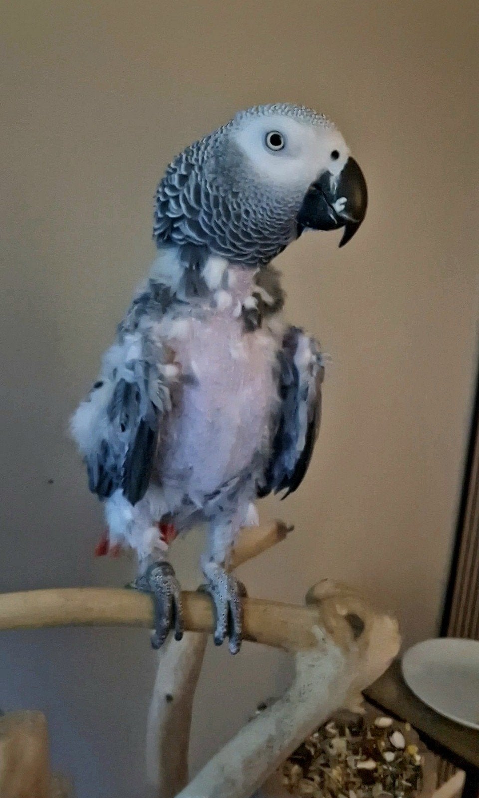 Gizmo zoekt zijn gouden thuis!, Dieren en Toebehoren, Mannelijk, Papegaai, Pratend