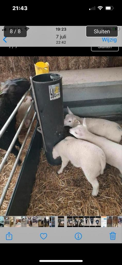 Te koop Groba brijbakken, Meerdere dieren, Schaap