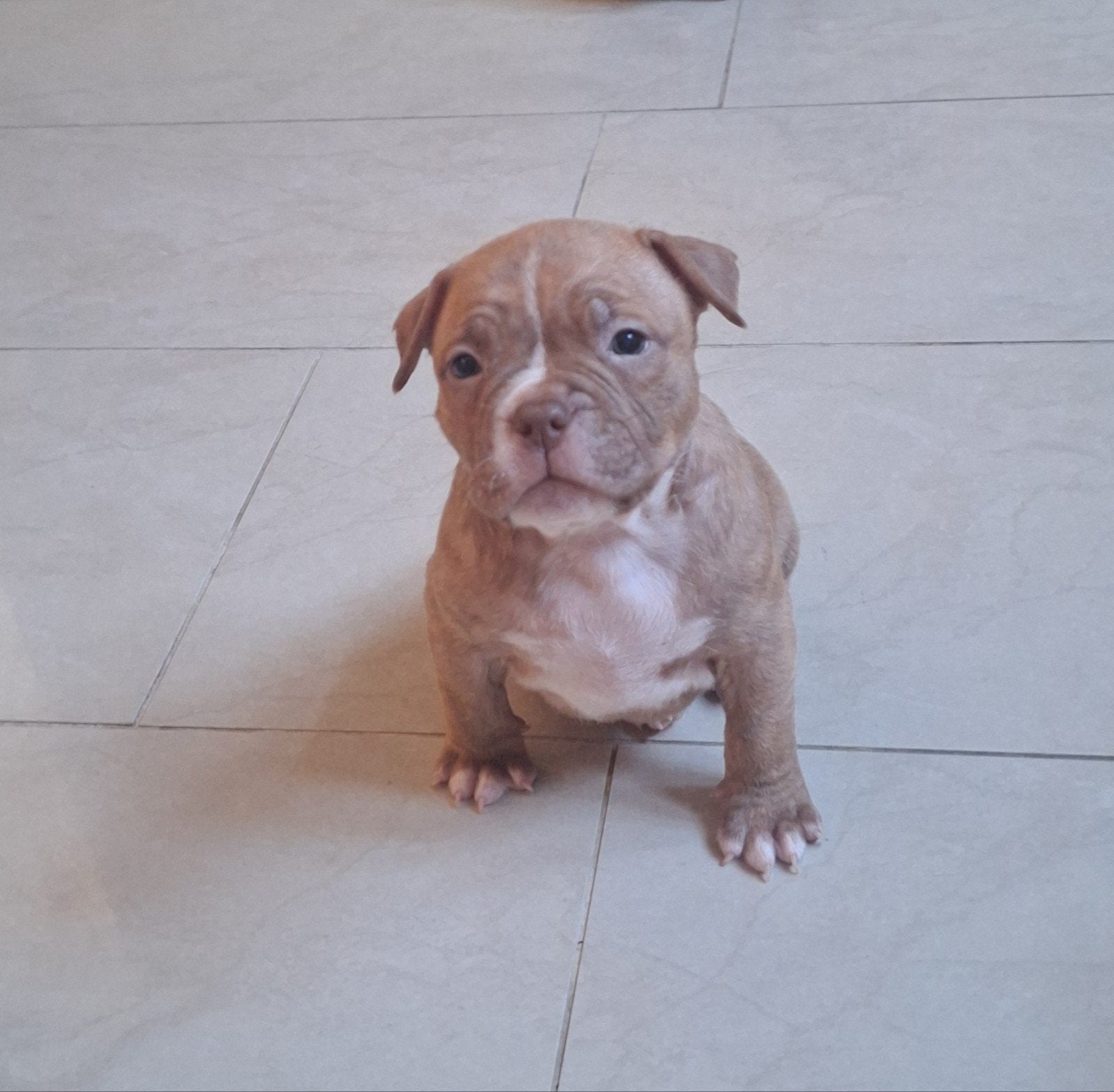 pocket bullys pups, 8 tot 15 weken, Bulldog, Meerdere, Meerdere dieren