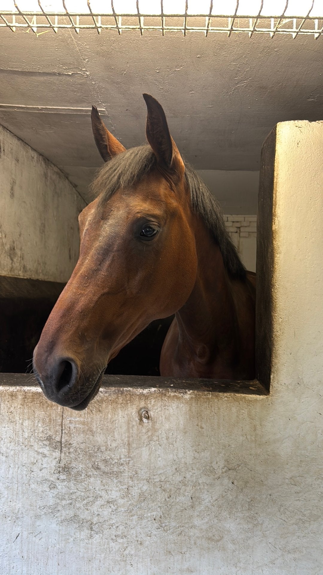 super lieve brave fokmerrie te koop, Merrie, Dressuurpaard, 170 tot 175 cm, 7 tot 10 jaar