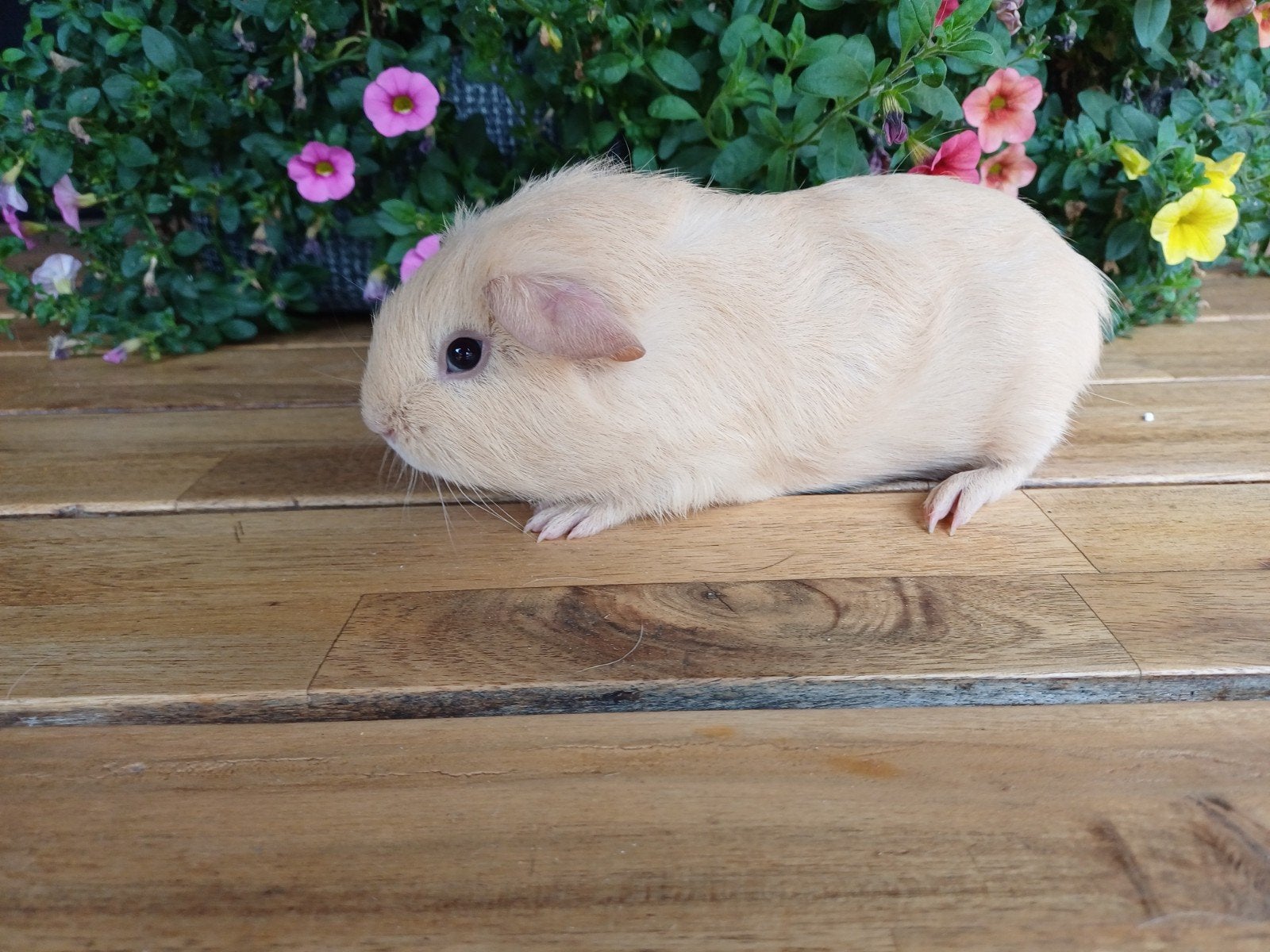 Gladhaar creme beertje, Dieren en Toebehoren, Knaagdieren, Mannelijk, Tam, Maart, Cavia