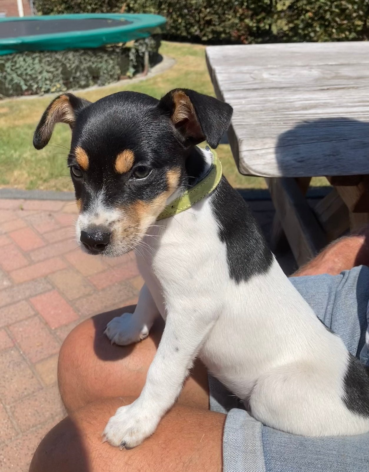 Leuke boerenfoxpup, Parvo, 8 tot 15 weken, Teef, Meerdere