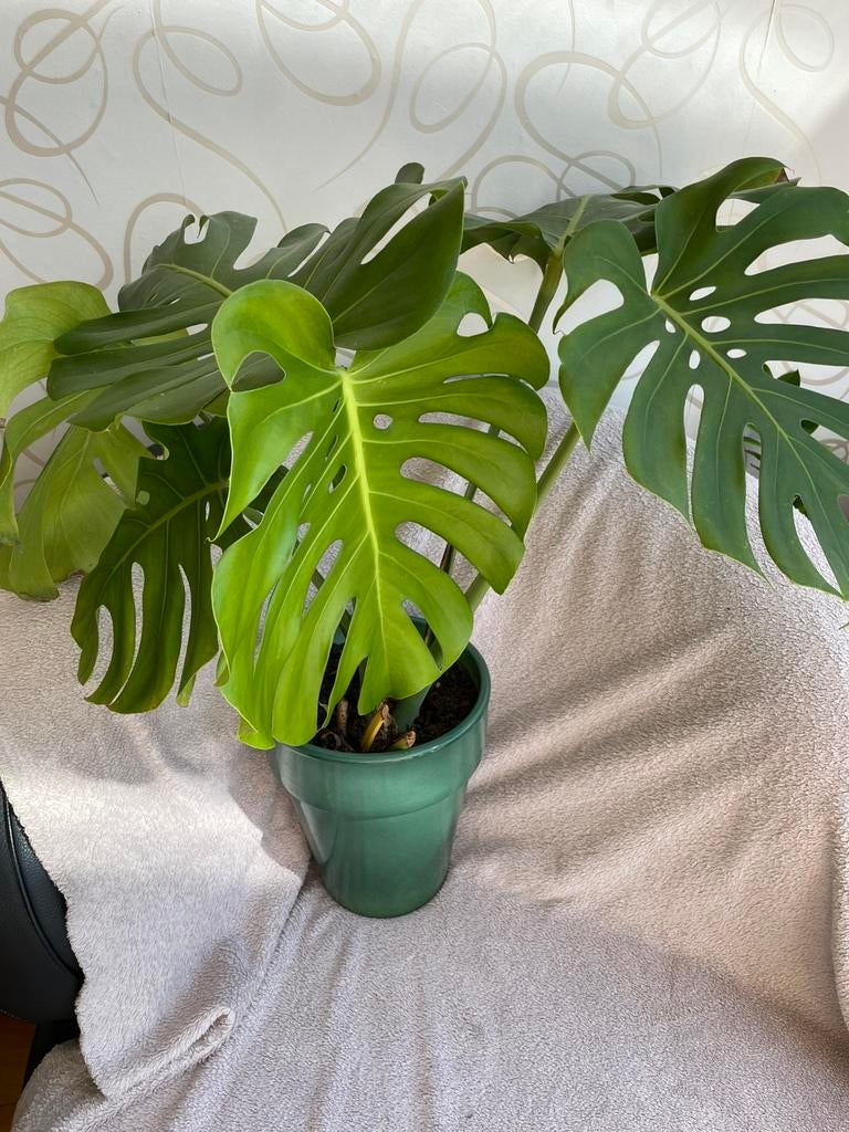 Monstera groot, gatenplant 60cm, Huis en Inrichting, Kamerplanten, Ophalen of Verzenden, Halfschaduw, Minder dan 100 cm