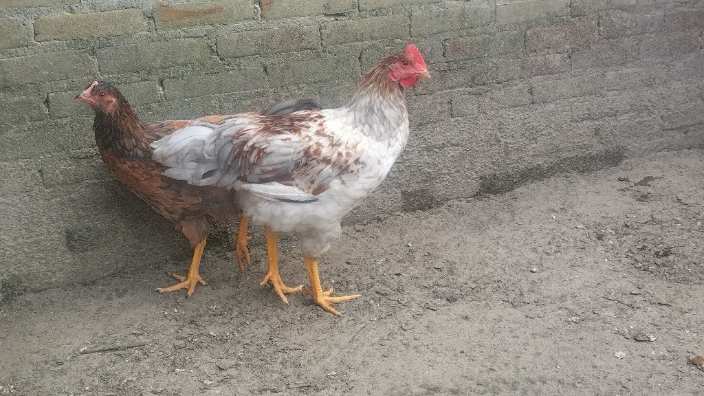 Wit gezoomde Barnevelder haan, Mannelijk, Kip