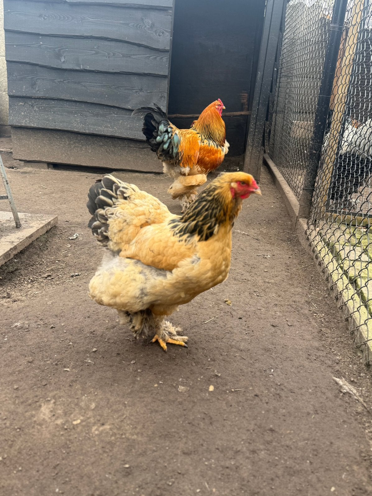 Brahma buff zwart hennen, Dieren en Toebehoren, Pluimvee, Vrouwelijk, Kip