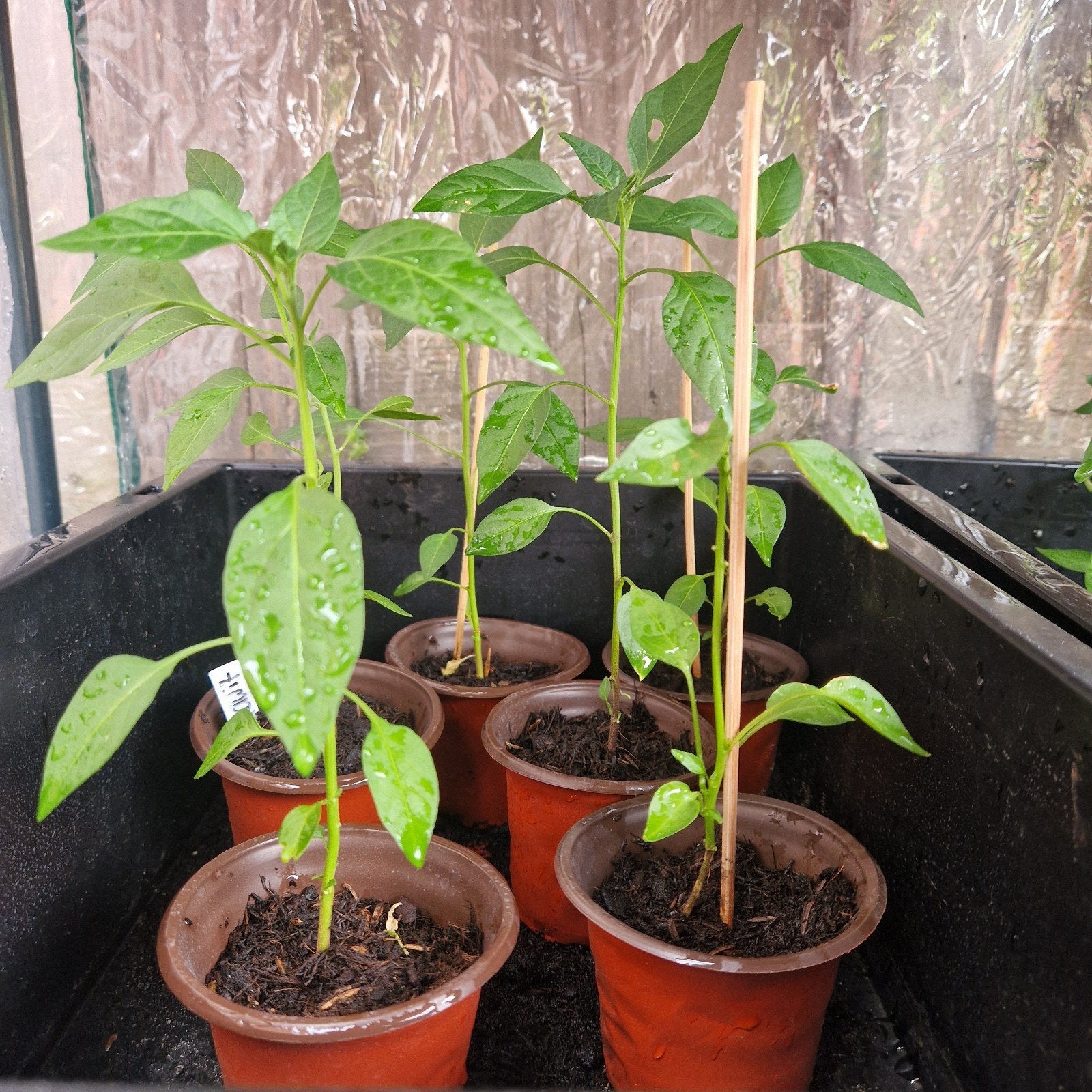 Rawit plant stek *LAATSTE 6 STUKS*, Ophalen, Overige soorten, Volle zon