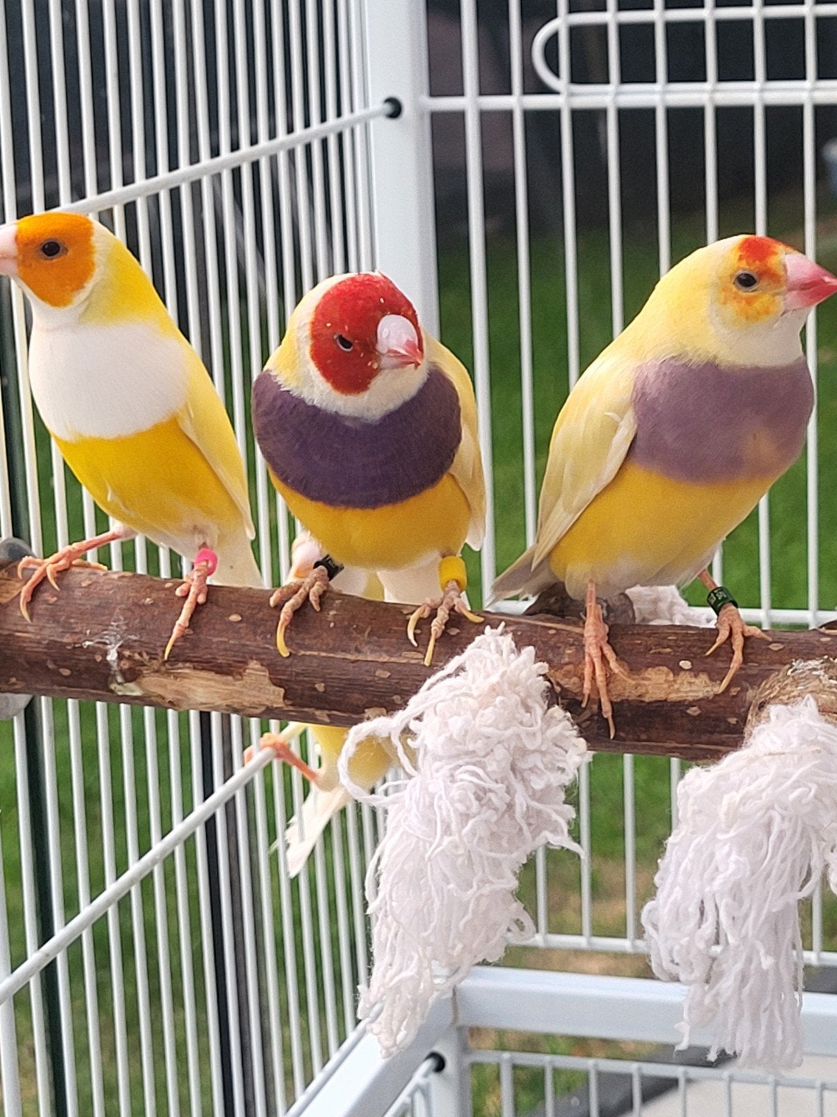 gouldamadines, 3 koppels beschikbaar,uit buitenvoliere, Meerdere dieren
