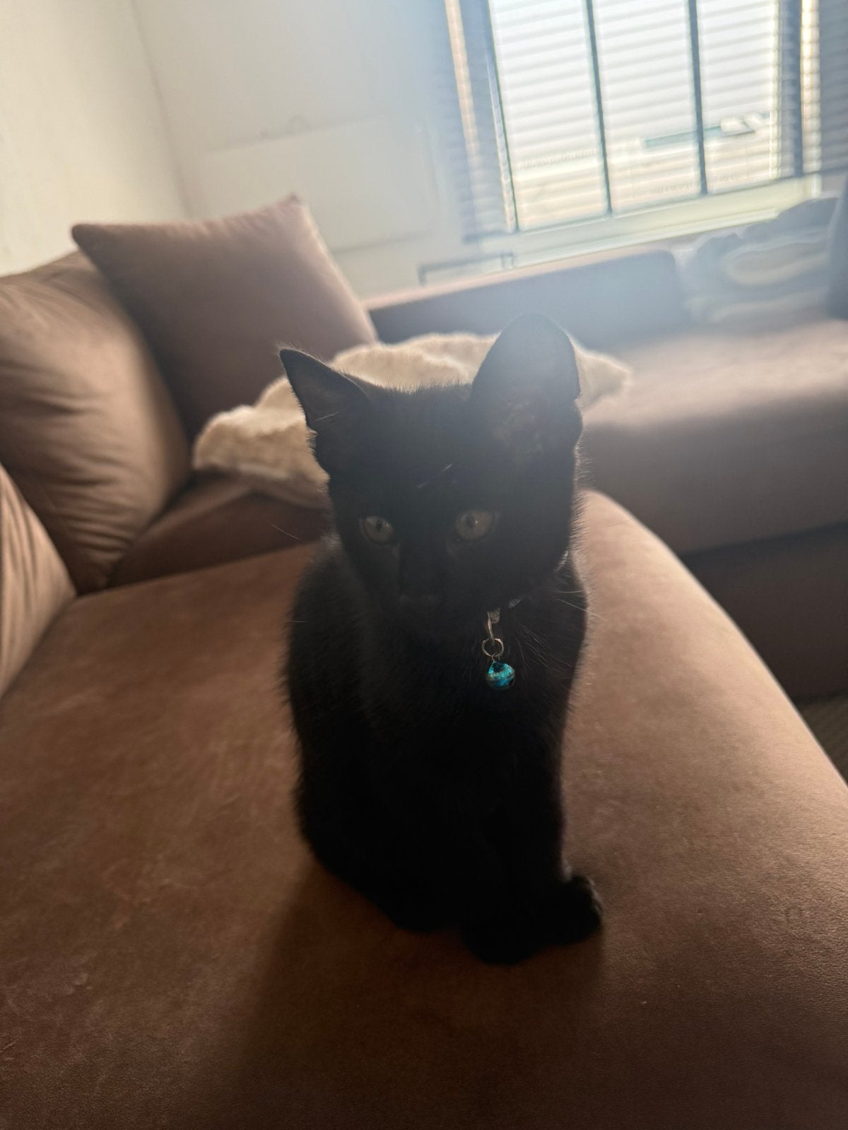 Kitten kater, Dieren en Toebehoren, Katten en Kittens | Overige Katten, Kater