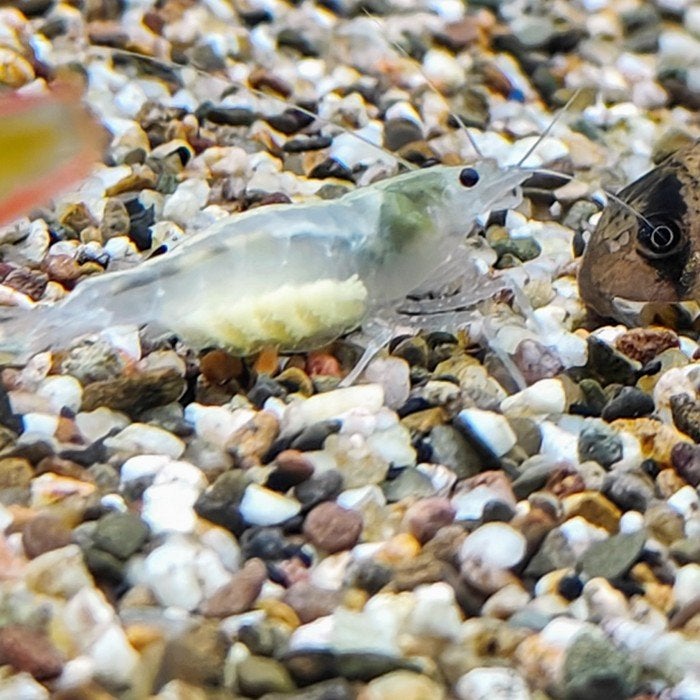 Caridina japonica, Vis