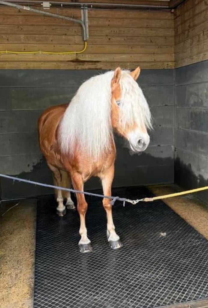Haflinger merrie 5 jaar oud, Merrie, Minder dan 160 cm, Met stamboom, Zadelmak