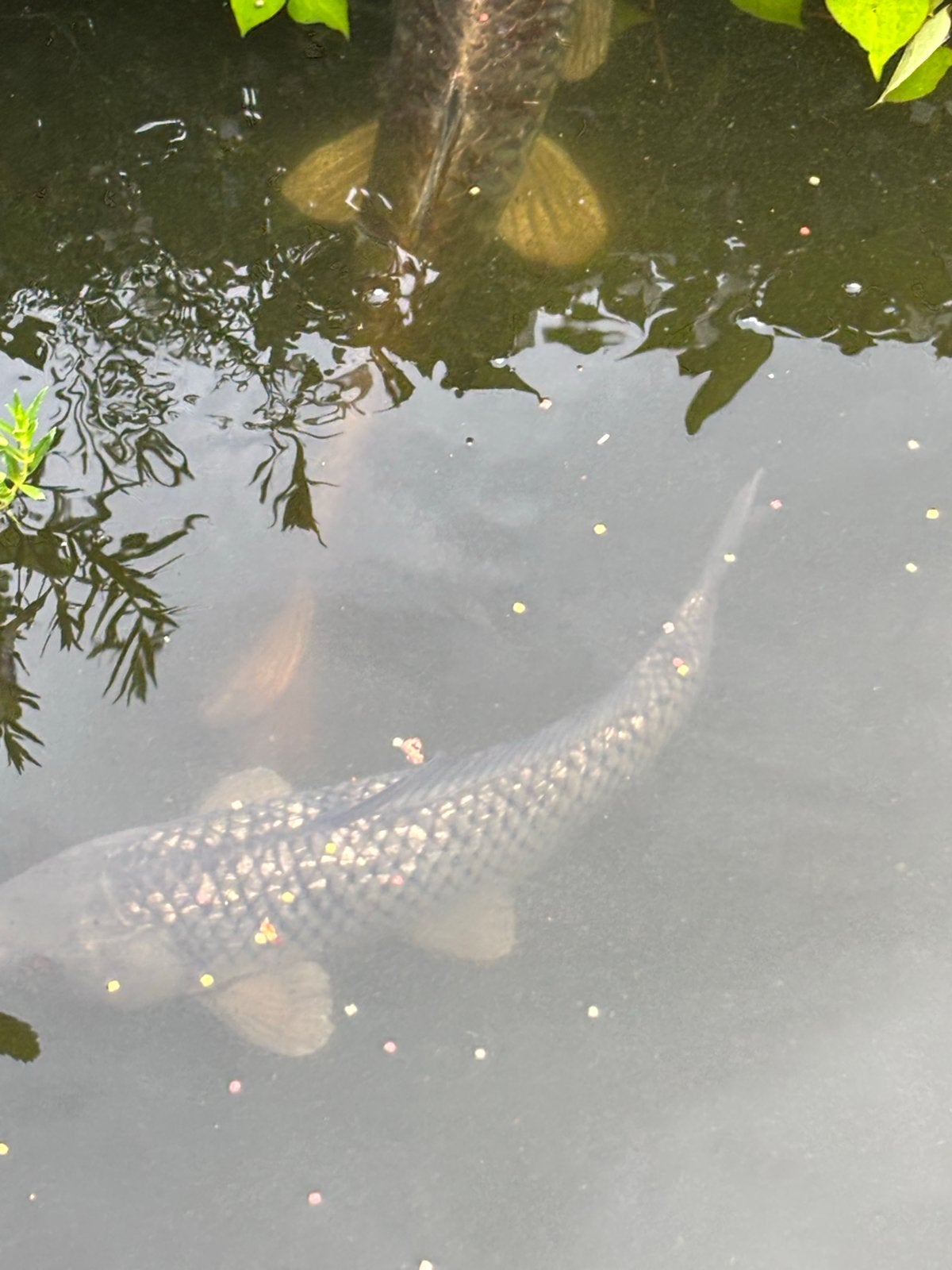 7 mooie diverse soorten koi’s te koop, Vis