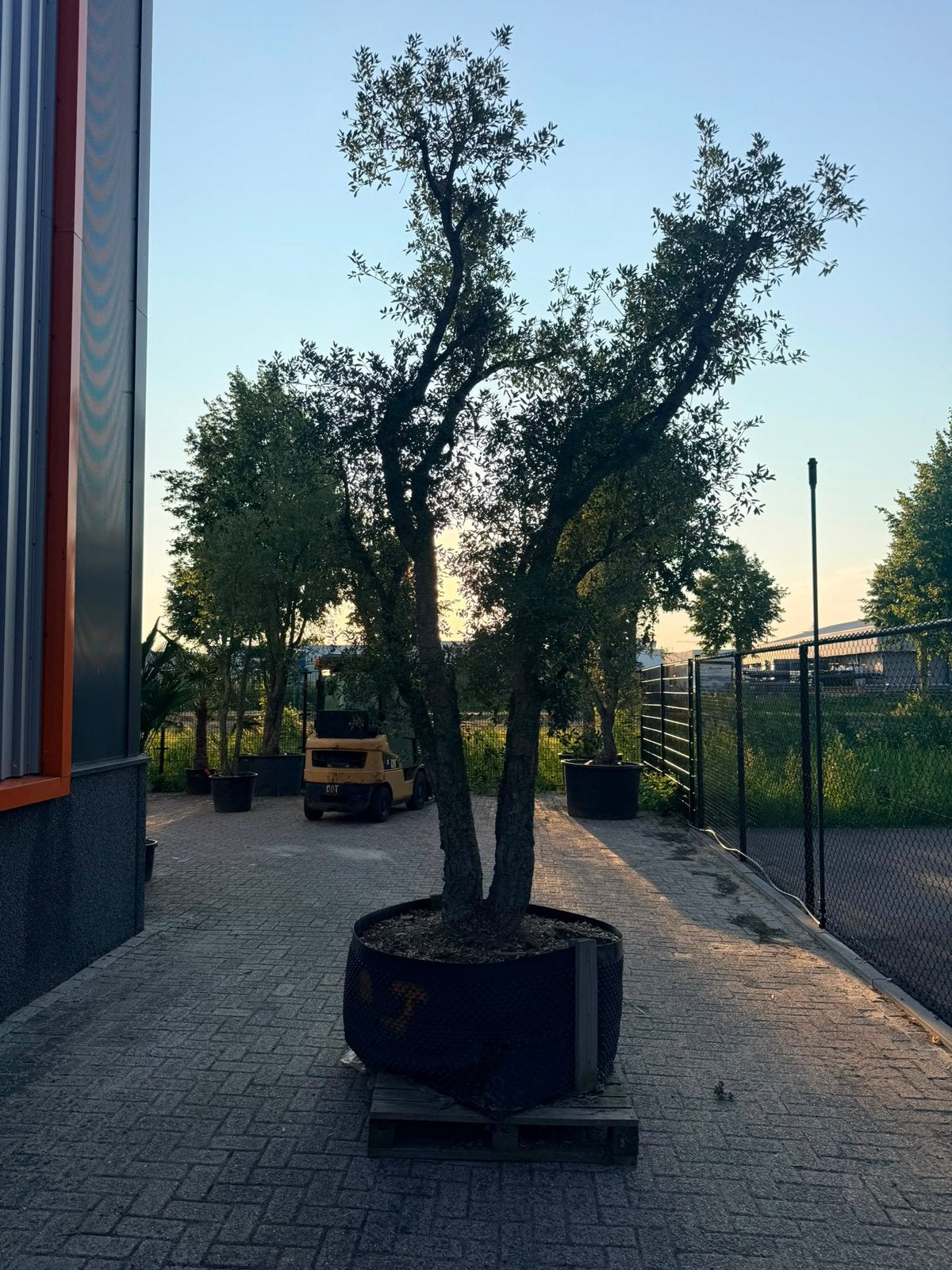 Prachtige dubbelstam kurkeik/ quercus suber, Volle zon, Zomer, 400 cm of meer, Overige soorten