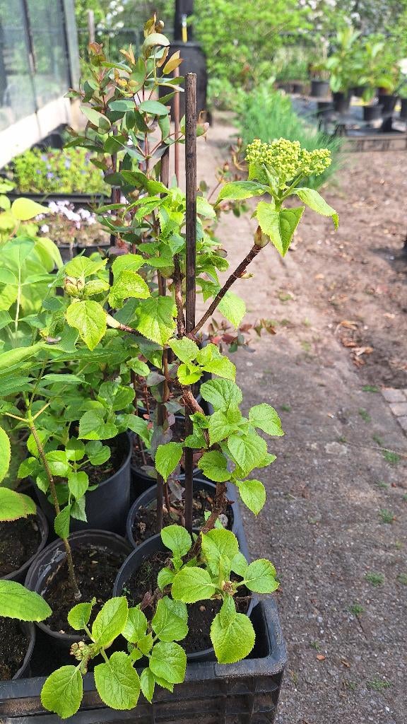 klimhortensia, Tuin en Terras, Ophalen, Vaste plant, Overige soorten, Volle zon