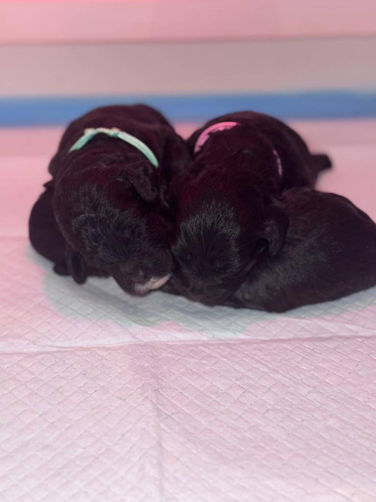 Boompoo x toypoodle, Reu, 8 tot 15 weken, Parvo, Eén hond