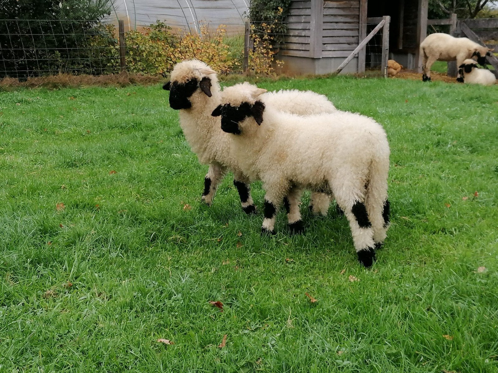 2 walliser swarznase ram lammeren.