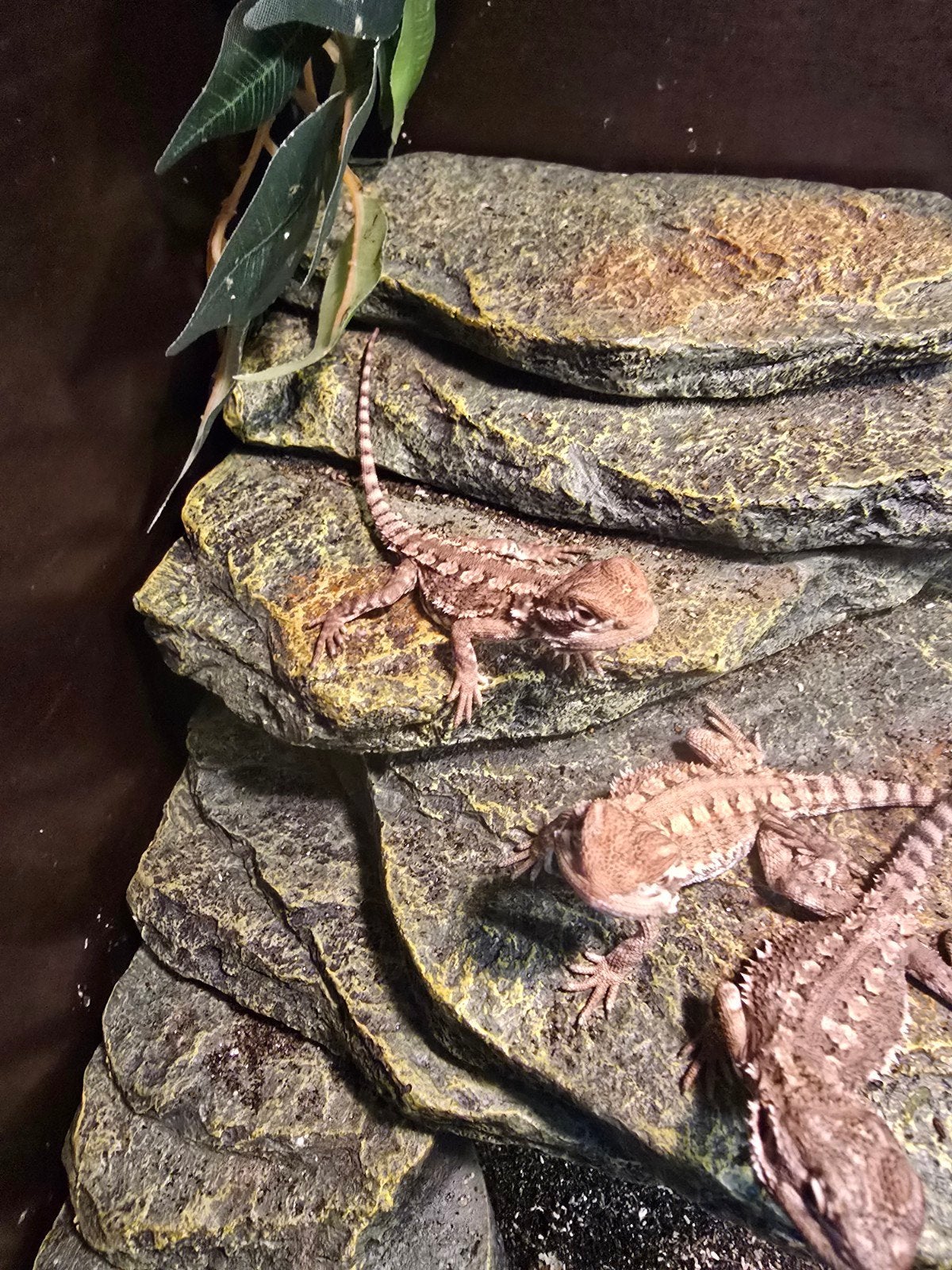 Nakweek dwergbaardagamen- pogona henrylawsoni, Dieren en Toebehoren, Reptielen en Amfibieën, Hagedis, 0 tot 2 jaar