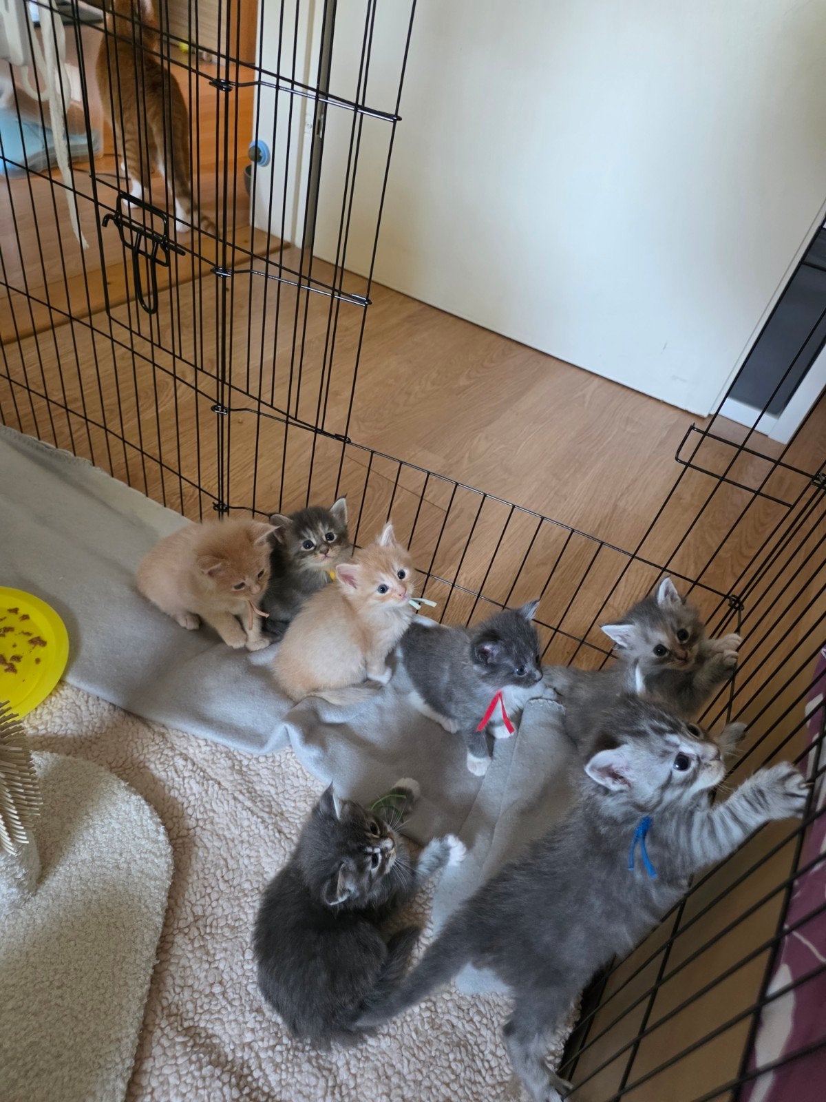 Lieve Maine Coon kittens, Dieren en Toebehoren, Meerdere dieren, Gechipt