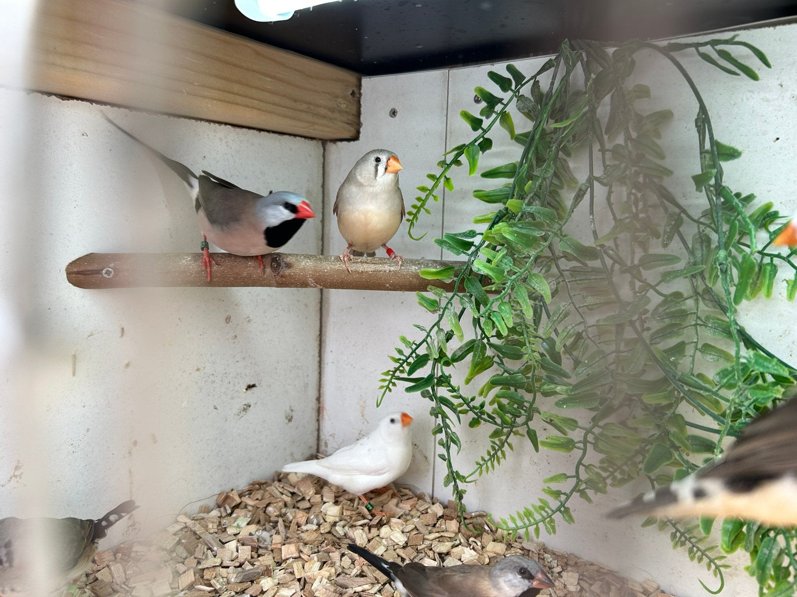 Jonge zebravinken en spitsstaarten 2026, Meerdere dieren, Tropenvogel, Geringd
