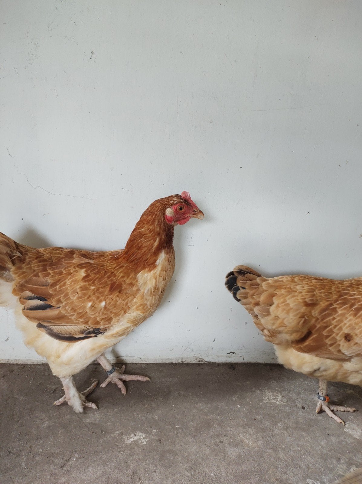 2 marans tarwe kleur, Dieren en Toebehoren, Pluimvee, Vrouwelijk, Kip