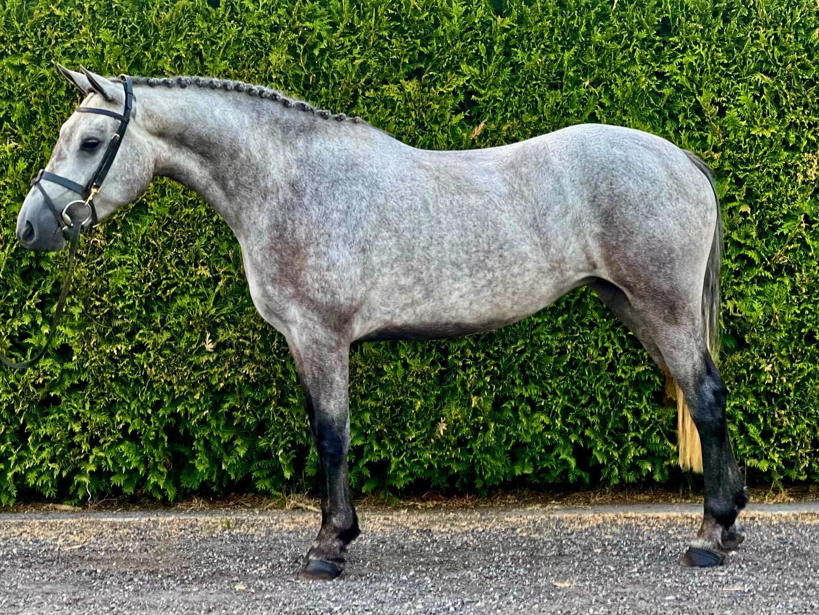Mooie Connemara D-pony merrie !, Merrie, D pony (1.37m tot 1.48m), 3 tot 6 jaar