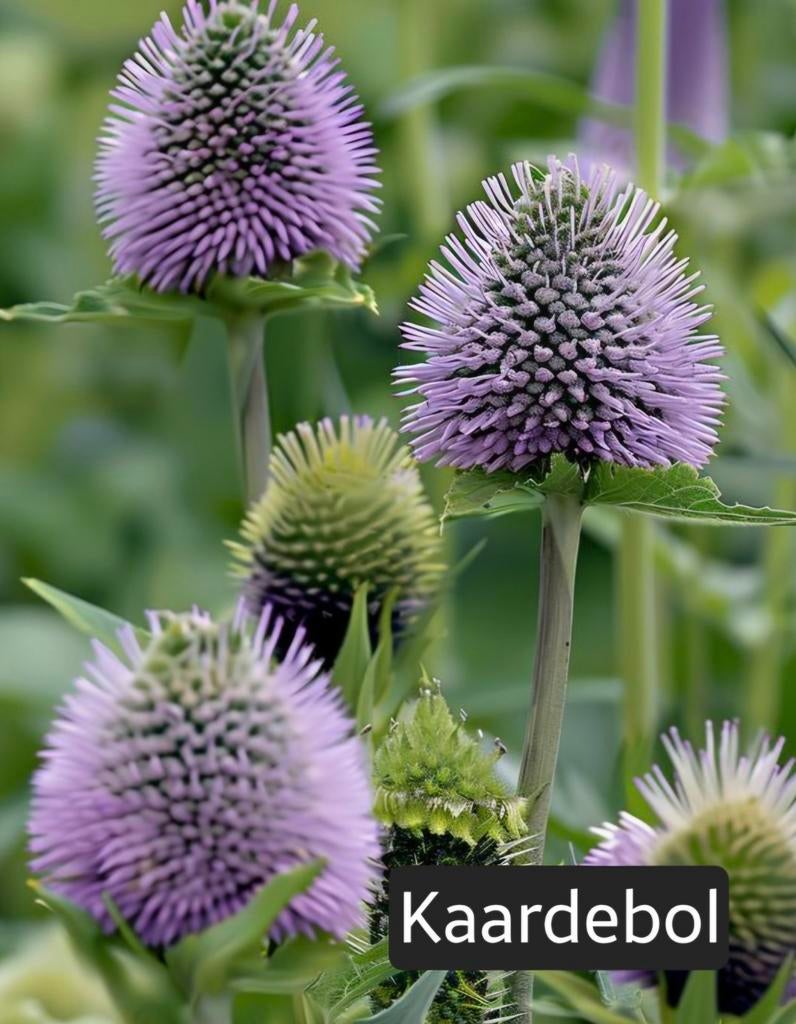 Kaardebol planten - Prachtige toevoeging aan uw tuin!, Volle zon, Tweejarig, Zomer, Ophalen