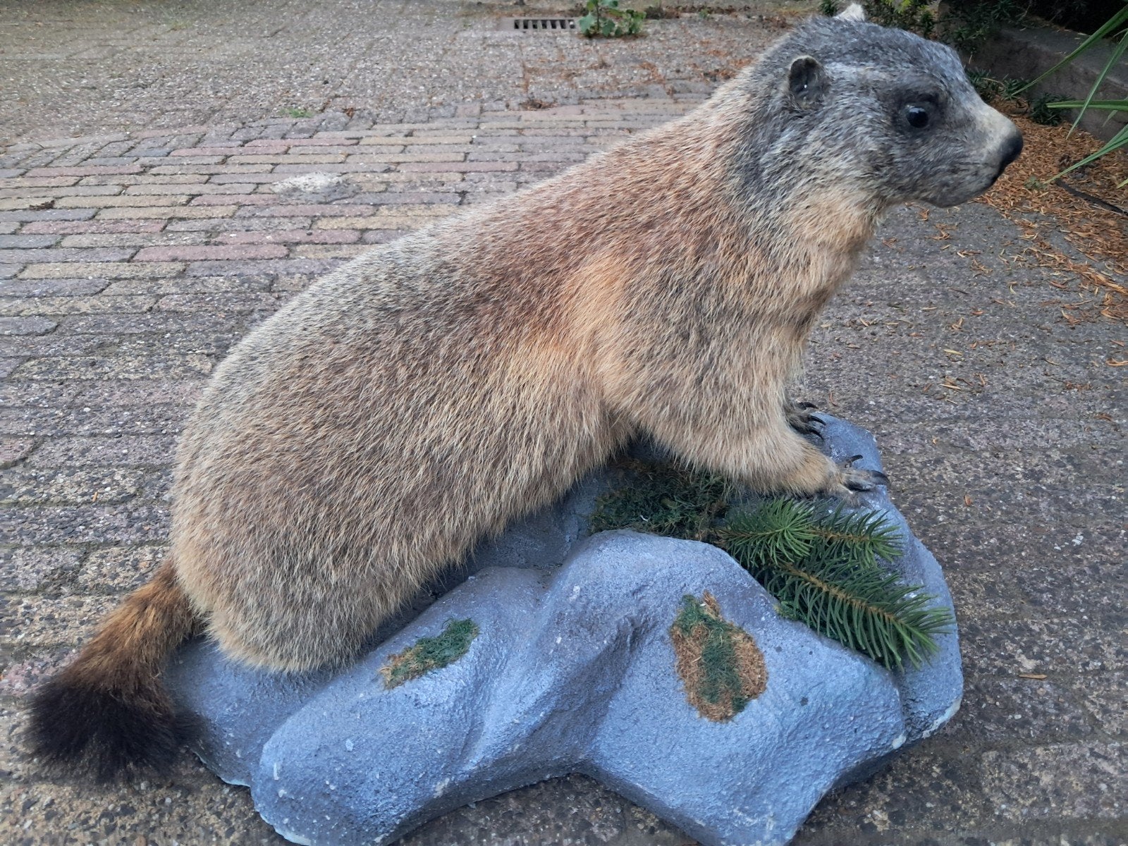 Unieke opgezette Alpenmarmot (Taxidermie) – preparaat, Ophalen of Verzenden, Zo goed als nieuw, Opgezet dier
