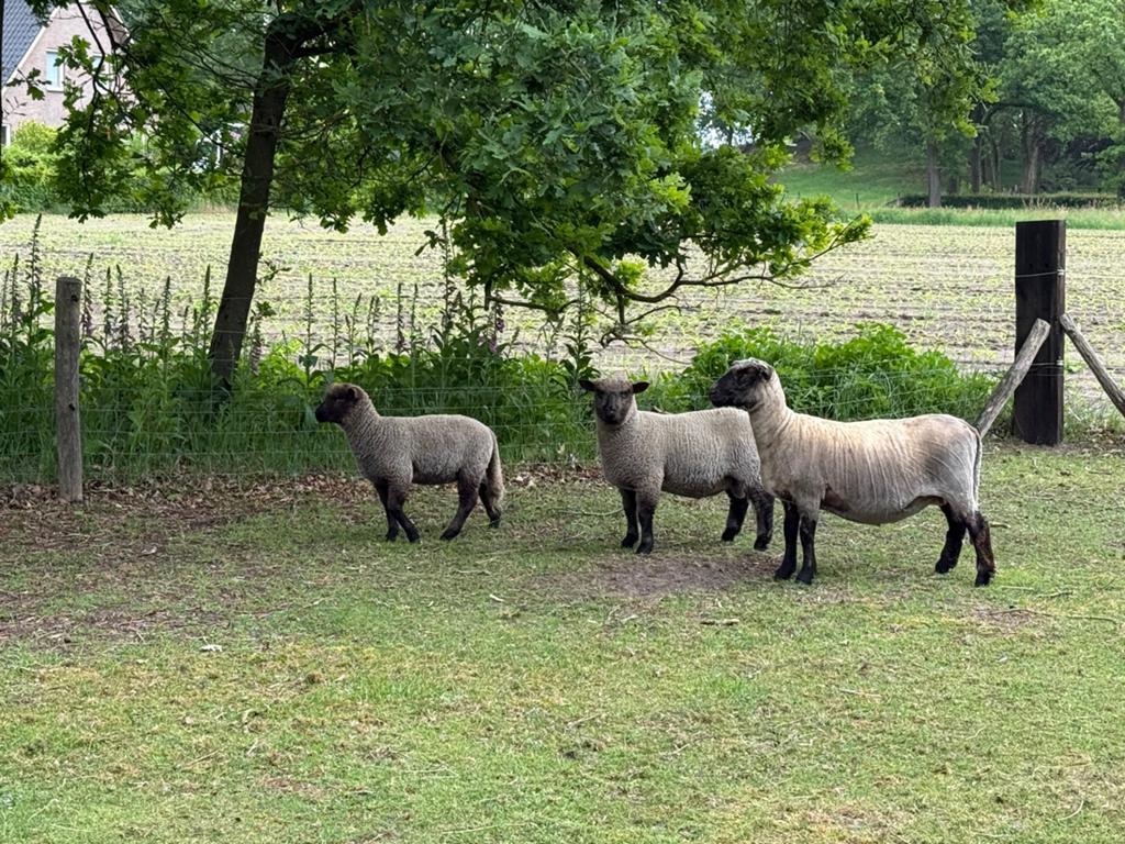 Shropshire ramlam te ruil aangeboden, Dieren en Toebehoren, Mannelijk, Geit