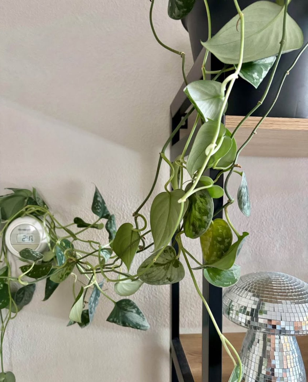 Scindapsus Pictus 'Satin Pothos' - Hangplant, Huis en Inrichting, Kamerplanten, Ophalen, Overige soorten, Halfschaduw, In pot
