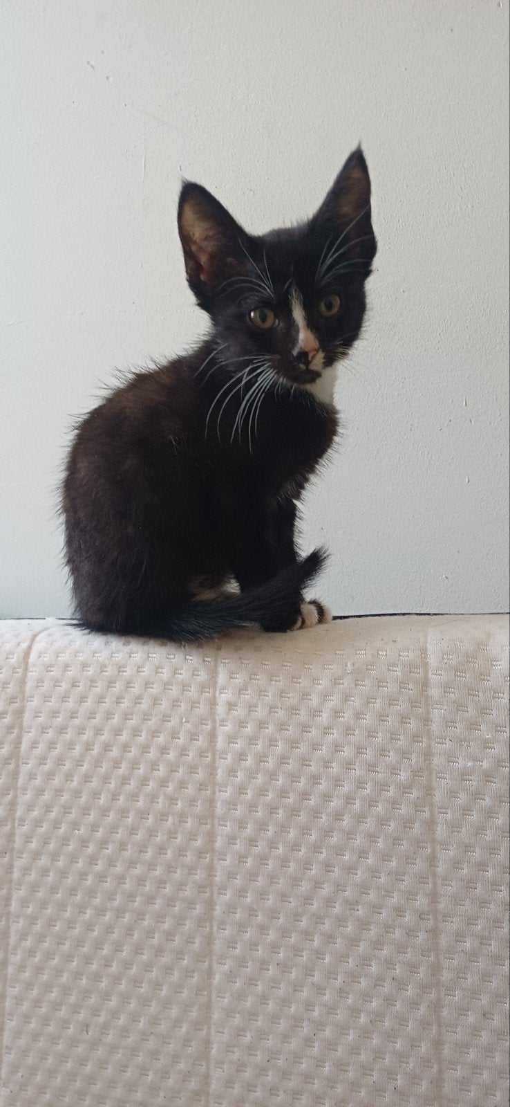 kittens, LAATSTE KATER MOET WEG!, Dieren en Toebehoren, Meerdere dieren, Kortharig, 0 tot 2 jaar