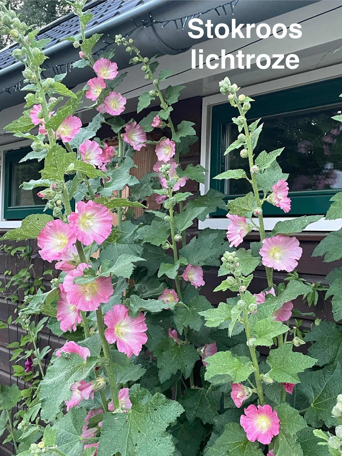 zaden diverse kleuren stokroos, Alcea rosea, Ophalen of Verzenden, Gehele jaar, Volle zon, Zaad