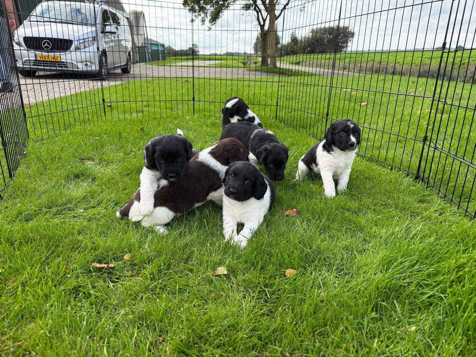Stabij x wetterhun pups, Dieren en Toebehoren, Meerdere, Meerdere dieren, Middel, Nederland