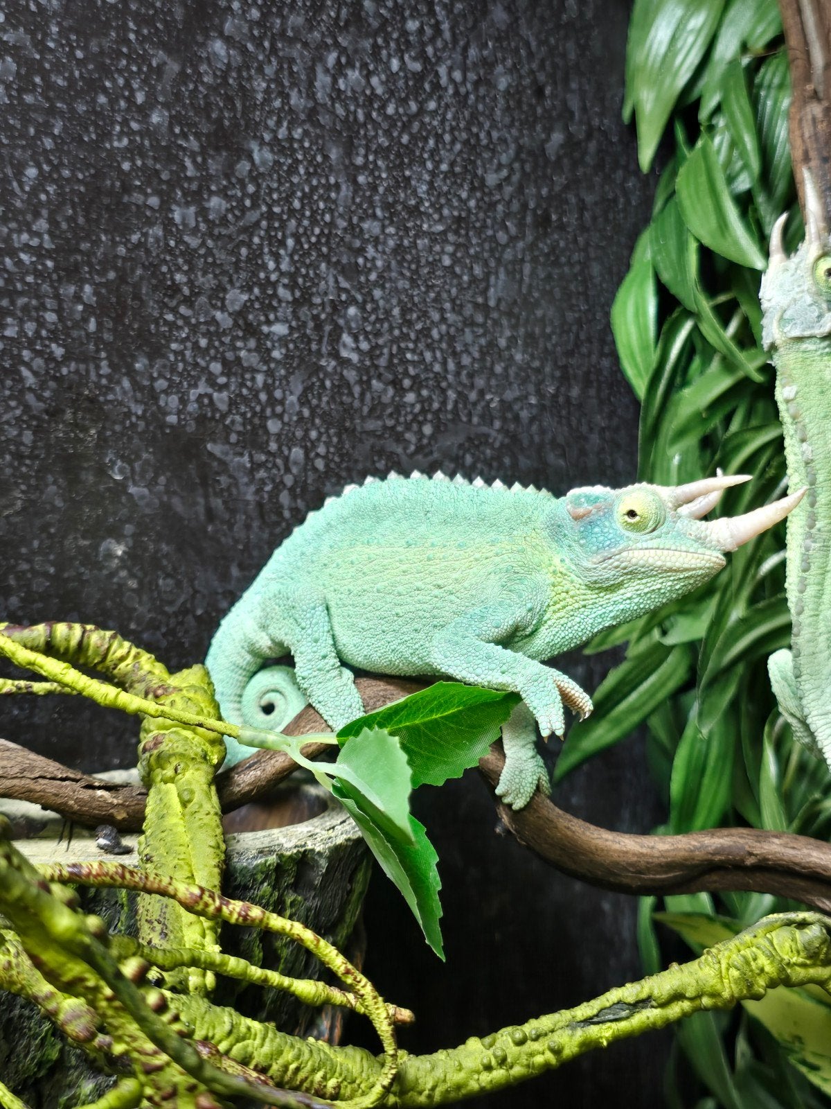 Prachtige Jackson's kameleons (Trioceros jacksonii xantholop, Dieren en Toebehoren, 0 tot 2 jaar