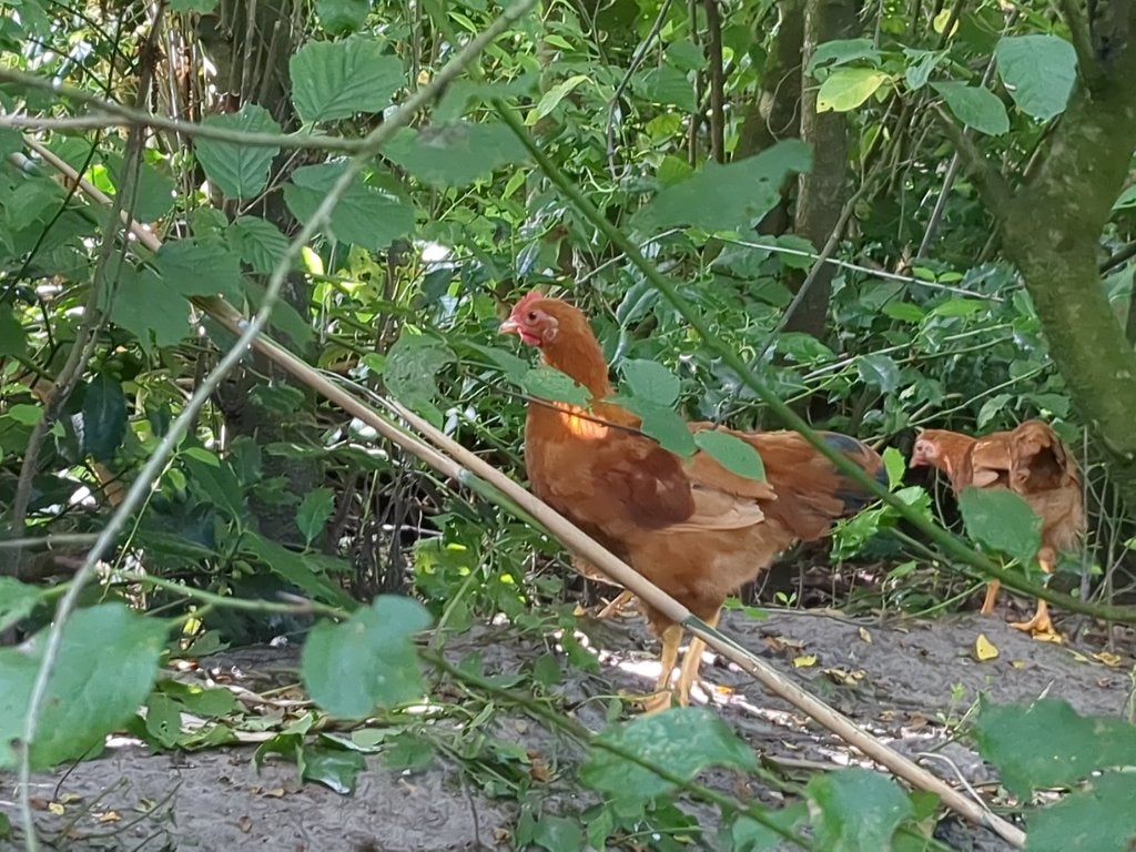 New hampshire mooie krielhaan gratis, Mannelijk, Kip