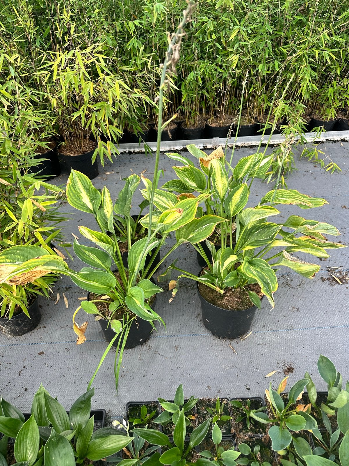 Diverse Hosta's, Vaste plant, Halfschaduw, Zomer, Ophalen