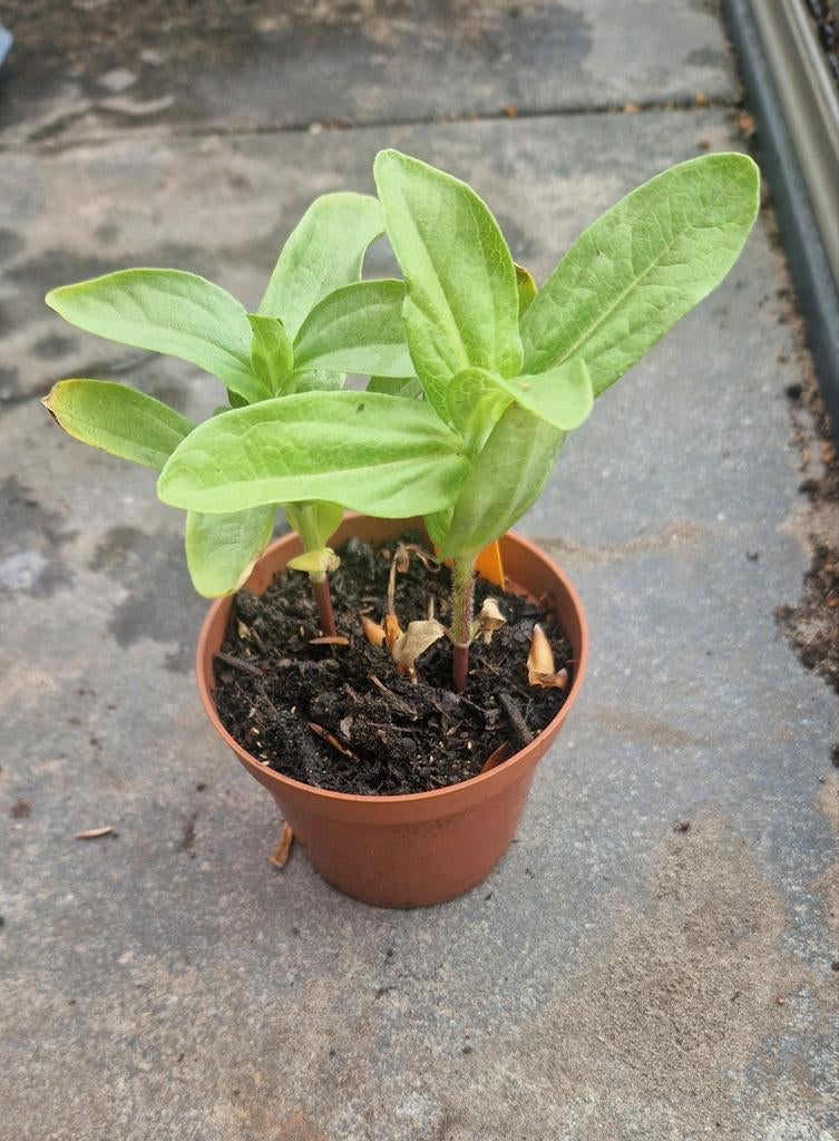 Zinnia stekjes, Tuin en Terras, Planten | Tuinplanten, Ophalen, Eenjarig, Overige soorten, Volle zon