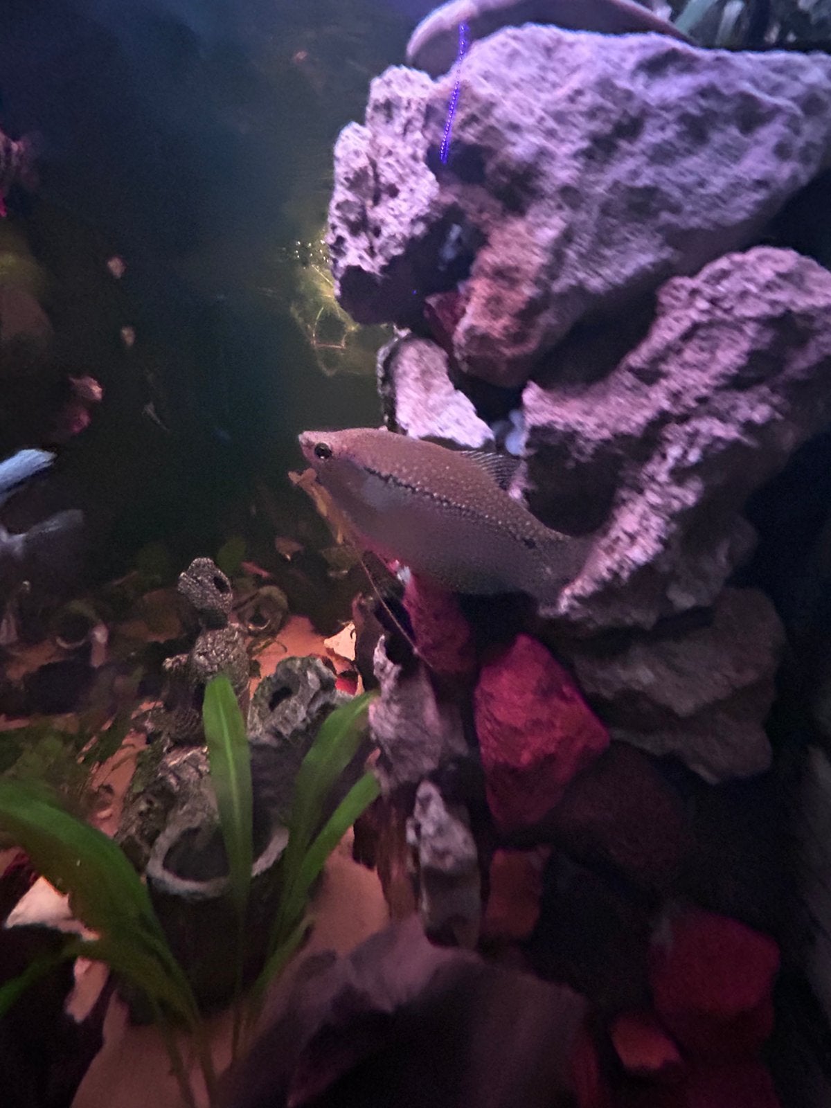 Kopeltje diamant gourami, Dieren en Toebehoren, Vissen | Aquariumvissen, Vis, Zoetwatervis