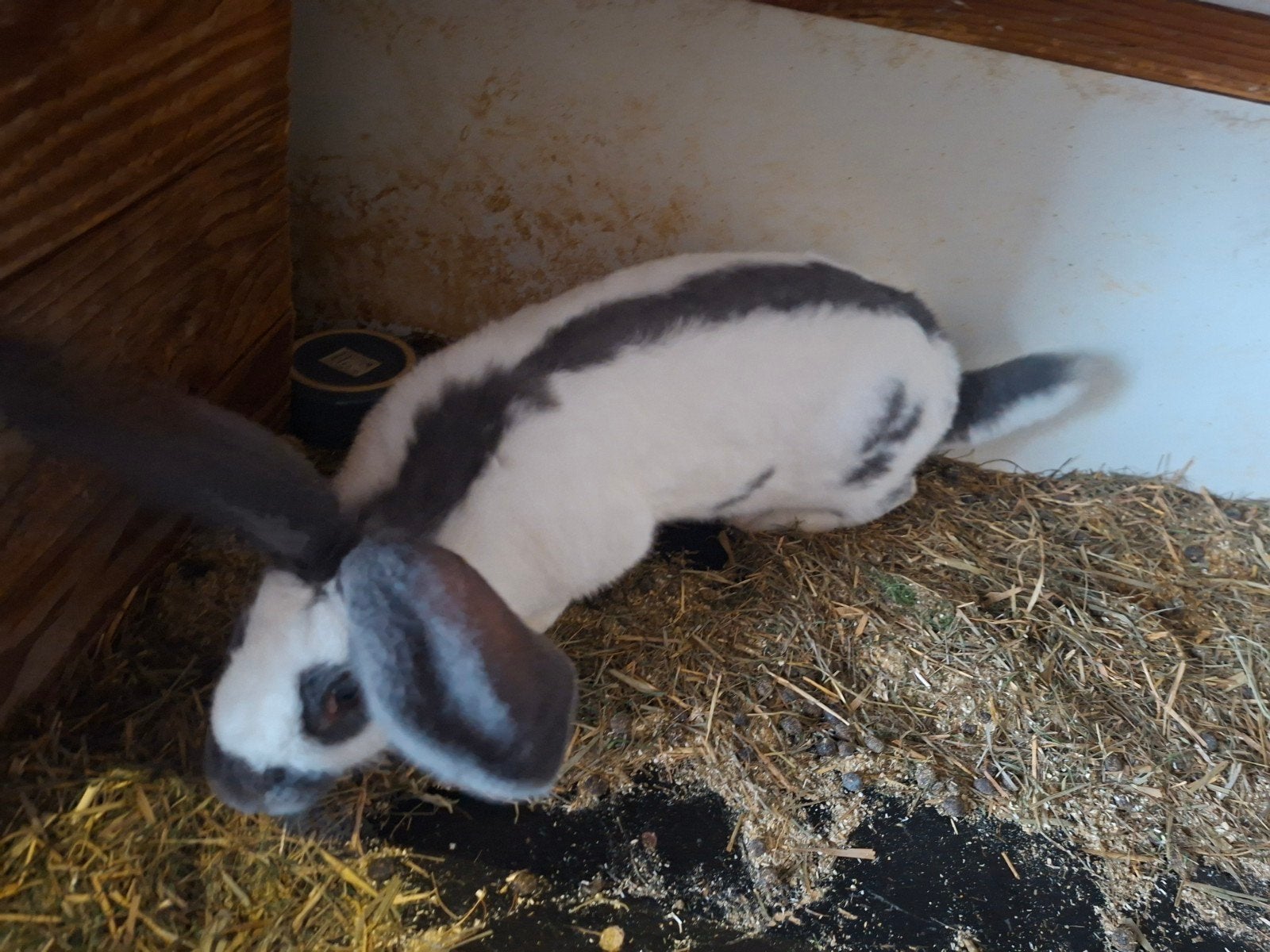 lotharinger voedster, Dieren en Toebehoren, Konijnen, Vrouwelijk, Groot