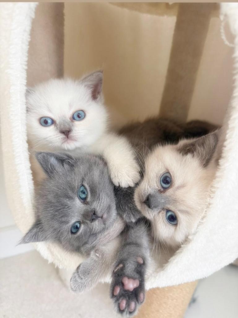 Britse korthaar kittens, Dieren en Toebehoren, Katten en Kittens | Raskatten | Korthaar, Geslacht onbekend, Ontwormd