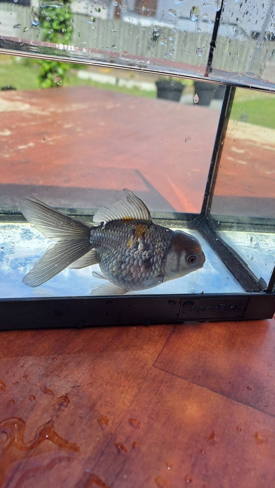 Oranda goudvis, Goudvis(sen)