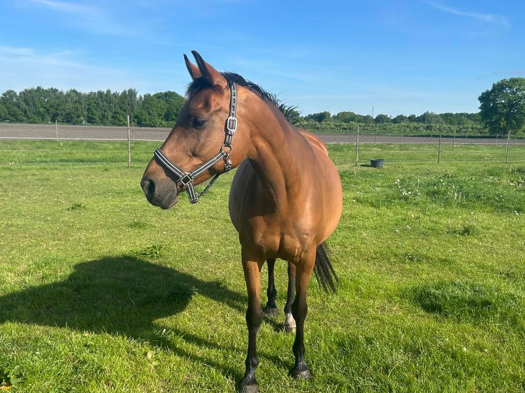 Te koop: fokmerrie / recreatiemerrie + jaarling., Dieren en Toebehoren, Paarden, Merrie