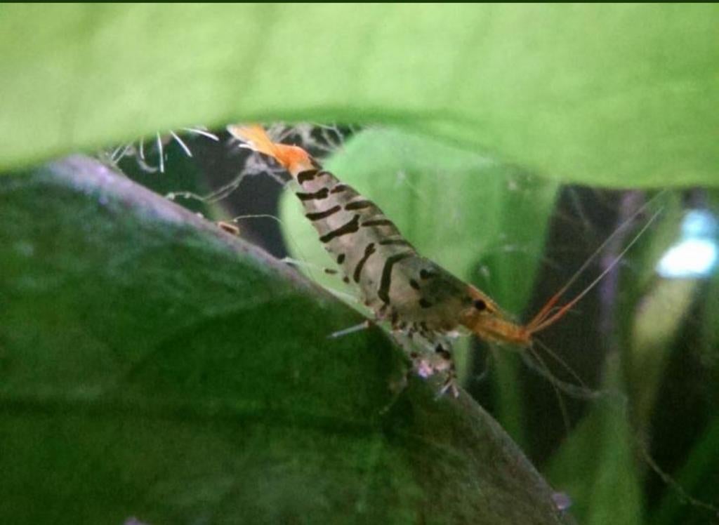 Caridina Mariae Supertijger, Dieren en Toebehoren, Vissen | Aquariumvissen, Kreeft, Krab of Garnaal, Zoetwatervis, Schoolvis