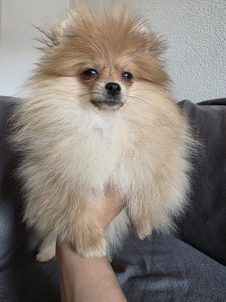 Pomeriaan Teefje Pup, Keeshond, 8 tot 15 weken, Teef, Parvo